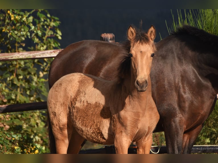 PRE Jument Poulain (05/2024) 165 cm Buckskin in Dochamps