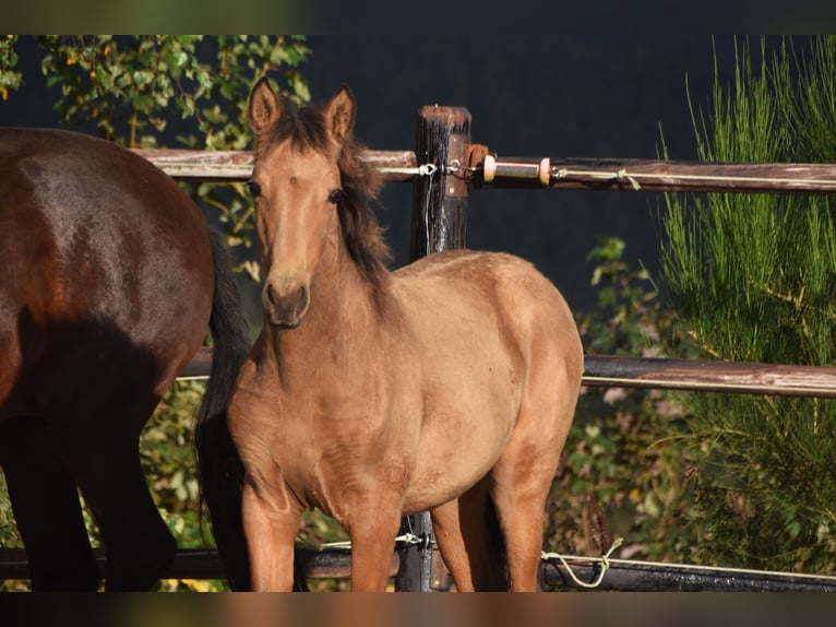 PRE Jument Poulain (05/2024) 165 cm Buckskin in Dochamps