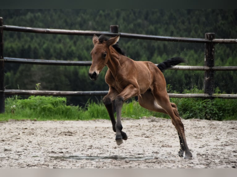 PRE Jument Poulain (05/2024) 165 cm Buckskin in Dochamps