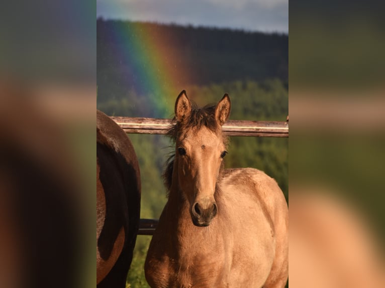 PRE Jument Poulain (05/2024) 165 cm Buckskin in Dochamps