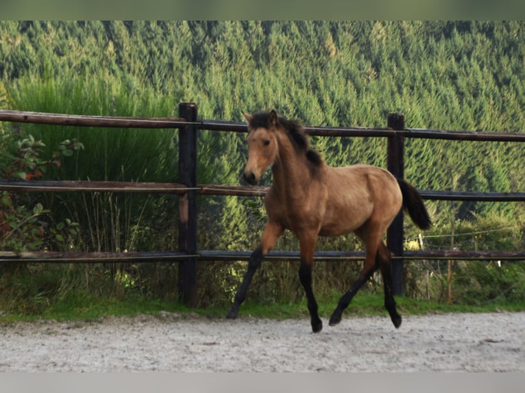 PRE Jument Poulain (05/2024) 165 cm Buckskin in Dochamps