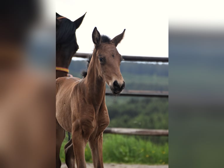 PRE Jument Poulain (05/2024) 165 cm Buckskin in Dochamps