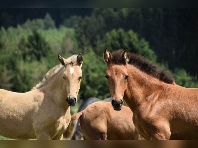 PRE Jument Poulain (05/2024) 165 cm Buckskin in Dochamps