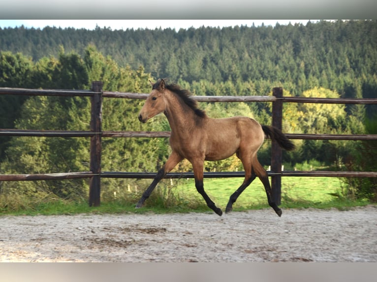 PRE Jument Poulain (05/2024) 165 cm Buckskin in Dochamps