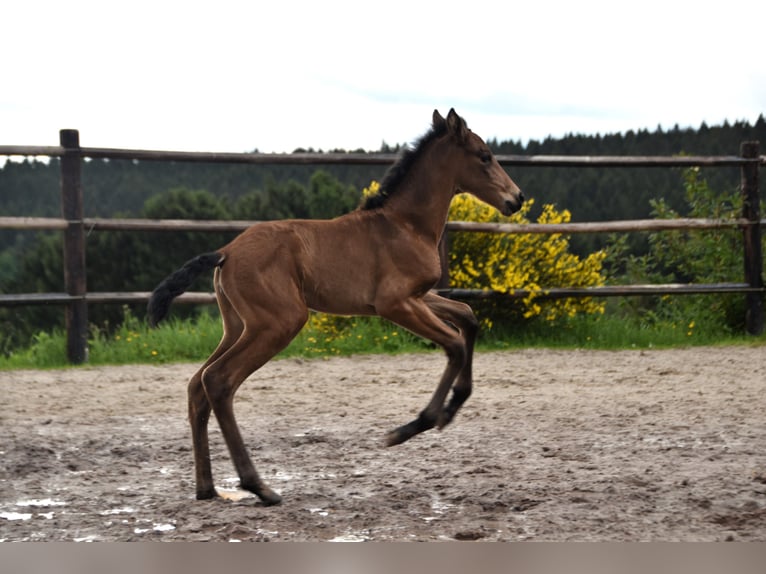 PRE Jument Poulain (05/2024) 165 cm Buckskin in Dochamps