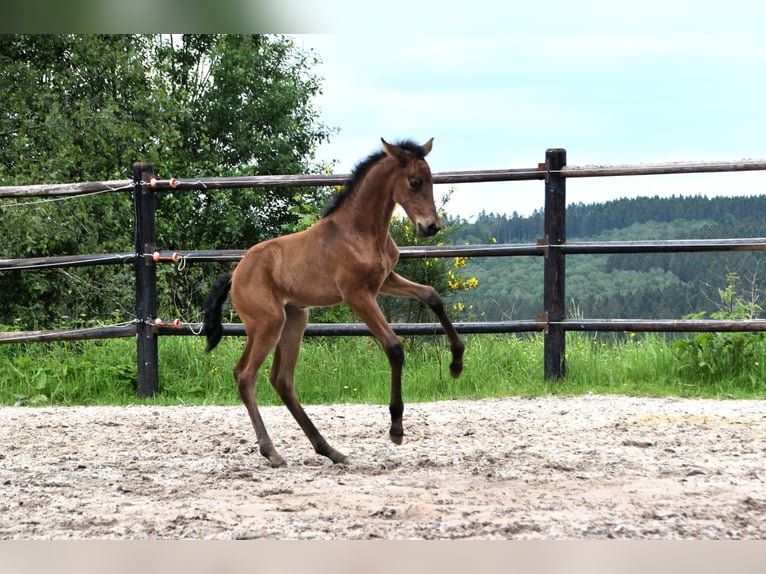 PRE Jument Poulain (05/2024) 165 cm Buckskin in Dochamps