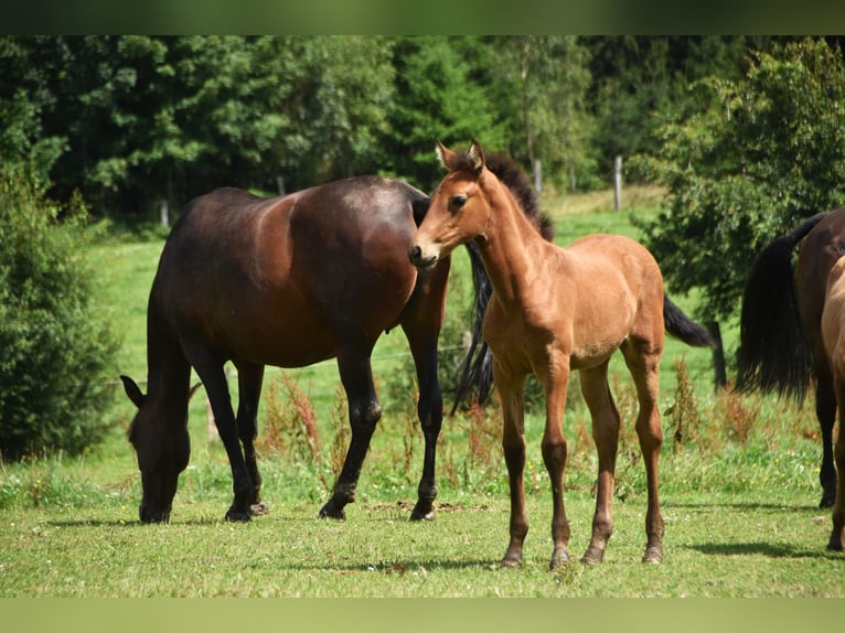 PRE Jument Poulain (05/2024) 165 cm Buckskin in Dochamps