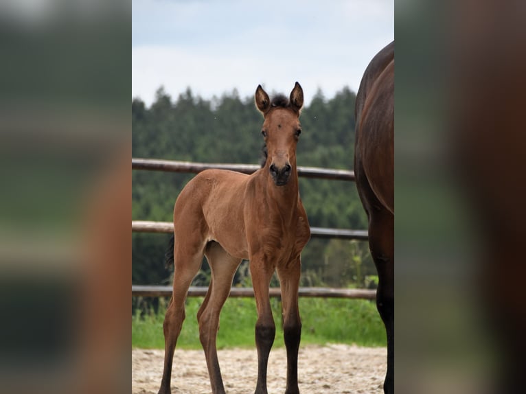 PRE Jument Poulain (05/2024) 165 cm Buckskin in Dochamps