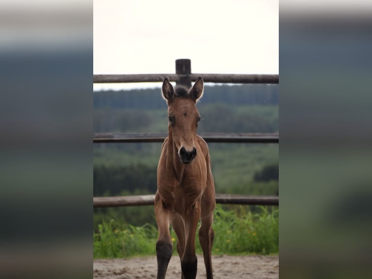 PRE Jument Poulain (05/2024) 165 cm Buckskin in Dochamps