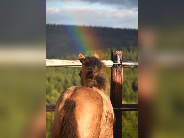 PRE Jument Poulain (05/2024) 165 cm Buckskin in Dochamps