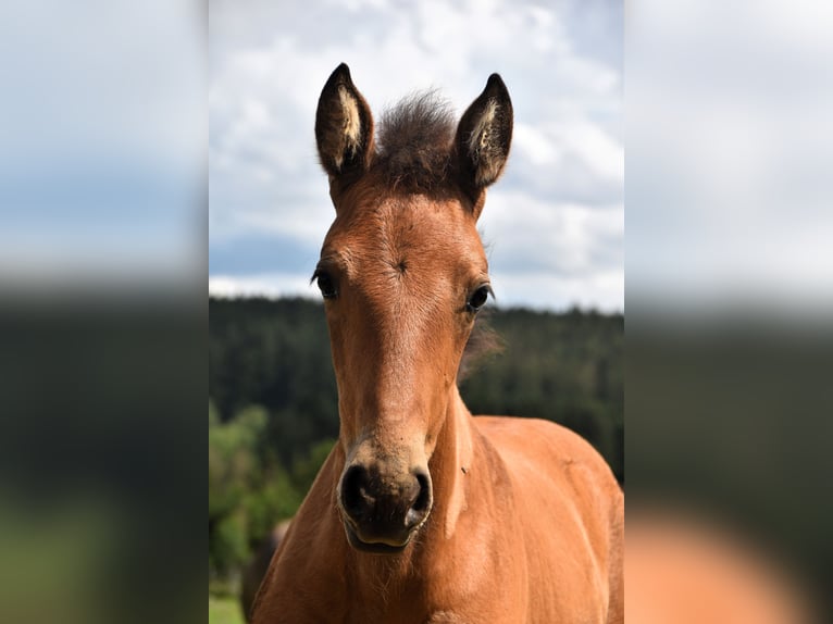 PRE Jument Poulain (05/2024) 165 cm Buckskin in Dochamps