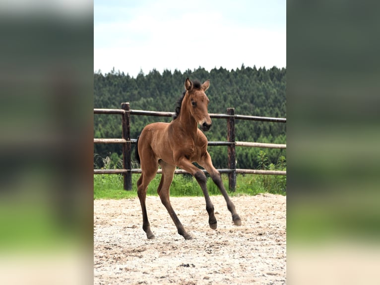 PRE Jument Poulain (05/2024) 165 cm Buckskin in Dochamps