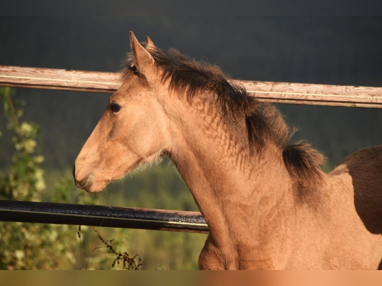 PRE Jument Poulain (05/2024) 165 cm Buckskin in Dochamps