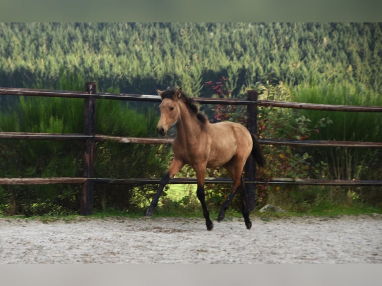 PRE Jument Poulain (05/2024) 165 cm Buckskin in Dochamps