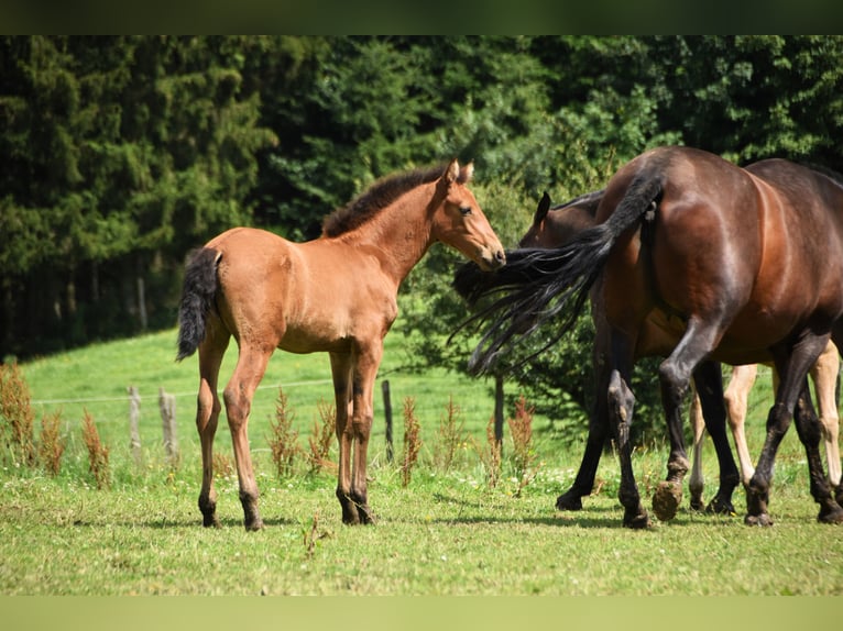 PRE Jument Poulain (05/2024) 165 cm Buckskin in Dochamps