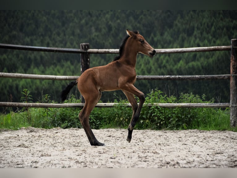 PRE Jument Poulain (05/2024) 165 cm Buckskin in Dochamps