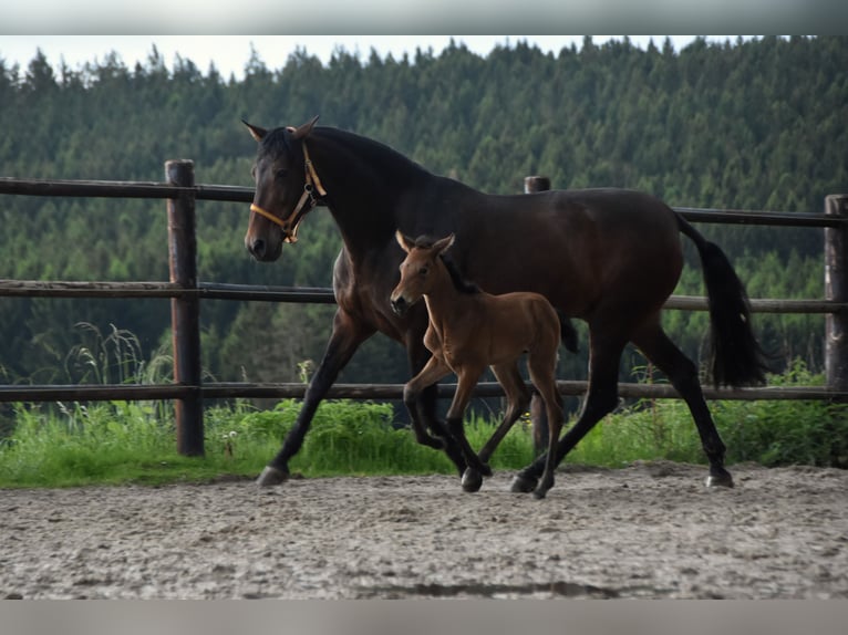 PRE Jument Poulain (05/2024) 165 cm Buckskin in Dochamps