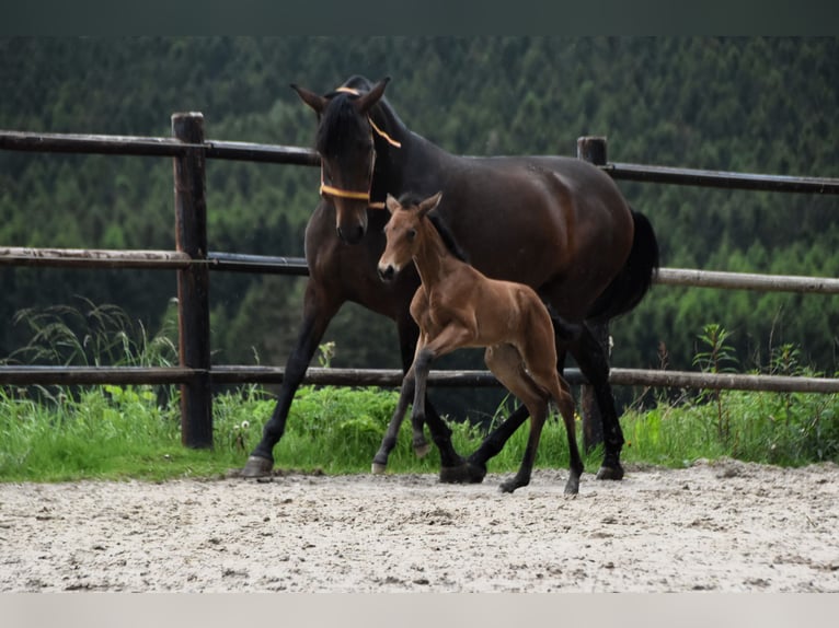 PRE Jument Poulain (05/2024) 165 cm Buckskin in Dochamps