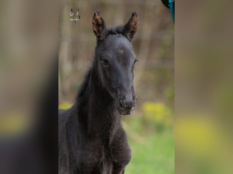 PRE Croisé Jument Poulain (03/2026) 165 cm Noir in LA VESPIÈRE