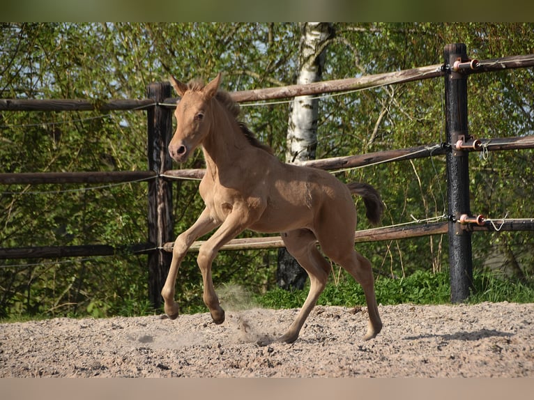 PRE Jument Poulain (04/2026) 165 cm Perle in Dochamps