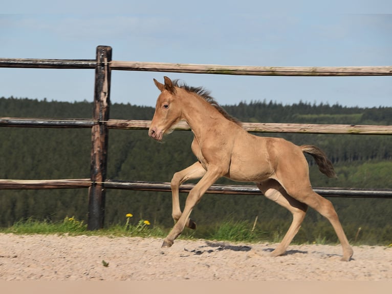 PRE Jument Poulain (04/2026) 165 cm Perle in Dochamps