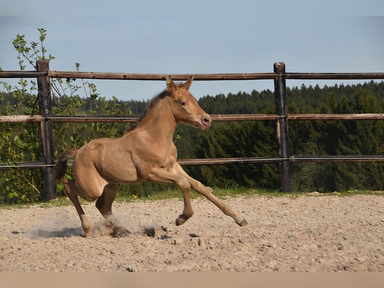 PRE Jument Poulain (04/2026) 165 cm Perle in Dochamps