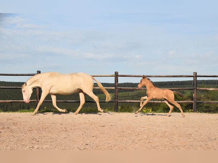 PRE Jument Poulain (04/2026) 165 cm Perle in Dochamps