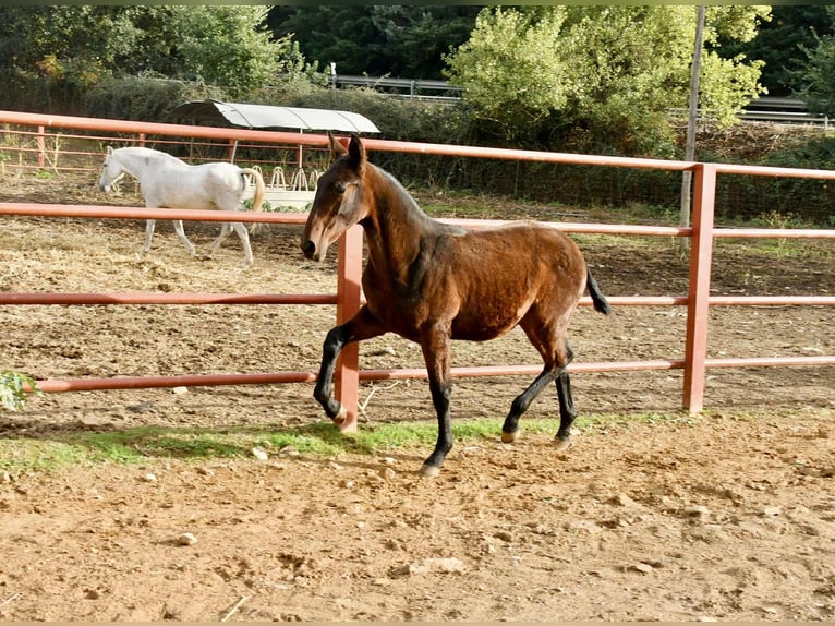PRE Jument Poulain (08/2025) 166 cm Bai in Galaroza (Huelva)