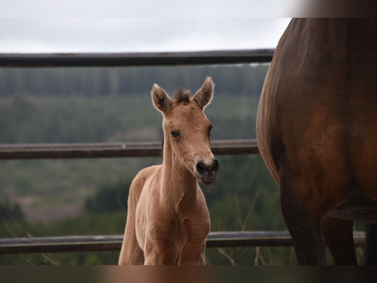 PRE Jument Poulain (02/2026) Buckskin in Dochamps