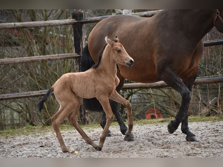 PRE Jument Poulain (02/2026) Buckskin in Dochamps