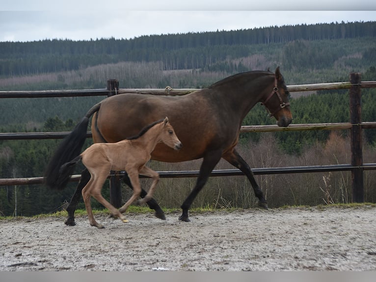 PRE Jument Poulain (02/2026) Buckskin in Dochamps