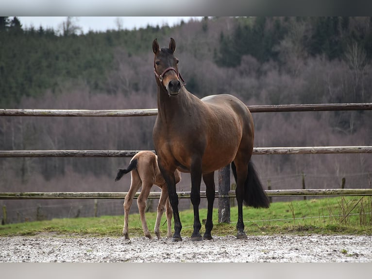 PRE Jument Poulain (02/2026) Buckskin in Dochamps