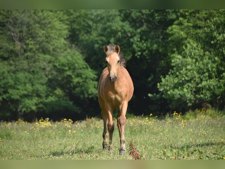 PRE Jument Poulain (03/2025) in Dochamps