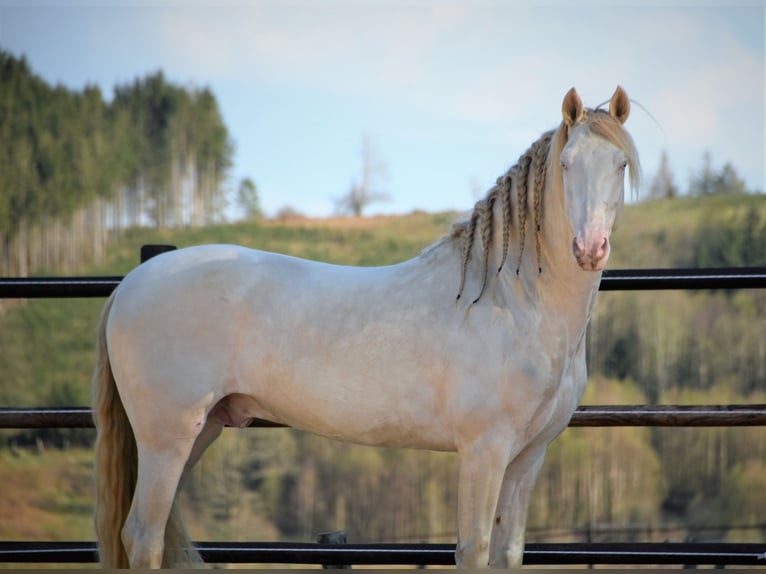 PRE Jument Poulain (03/2025) in Dochamps