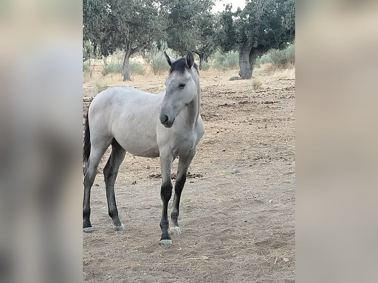 PRE Jument Poulain (01/2026) Gris in Pedroche