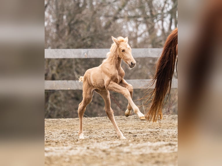 PRE Jument Poulain (02/2026) Palomino in Klagenfurt