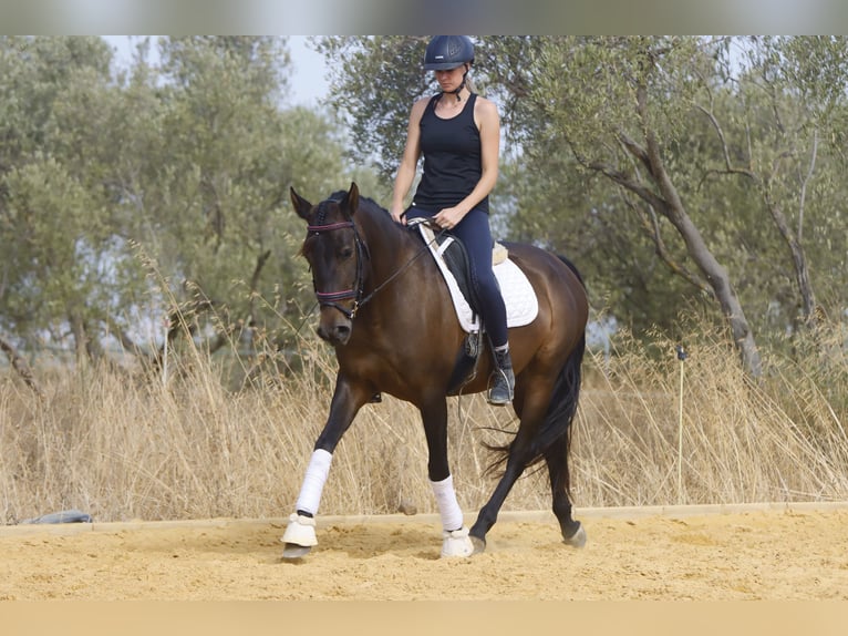 PRE Klacz 10 lat 157 cm Ciemnogniada in Carmona