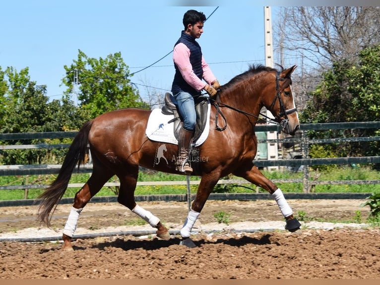 PRE Klacz 10 lat 160 cm Kasztanowata in Provinz Malaga