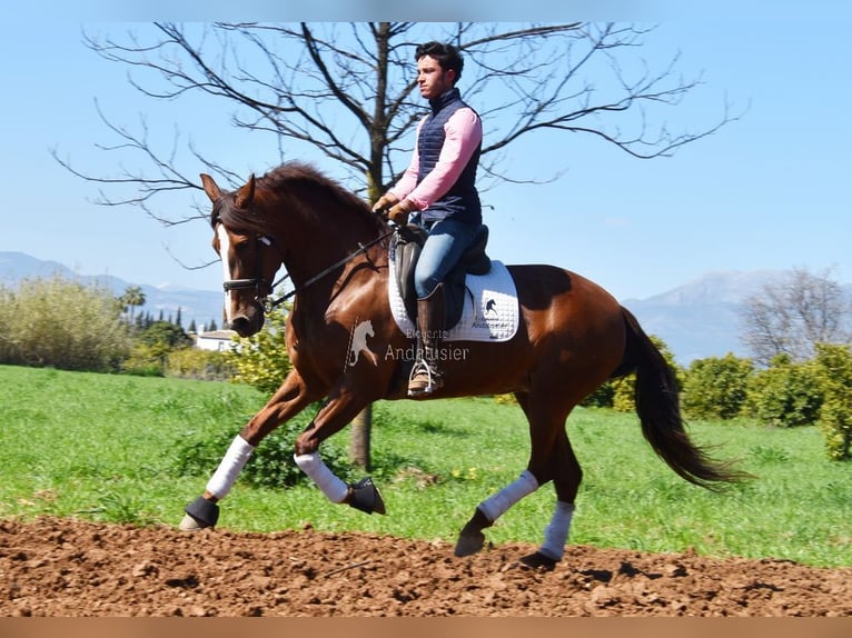 PRE Klacz 10 lat 160 cm Kasztanowata in Provinz Malaga