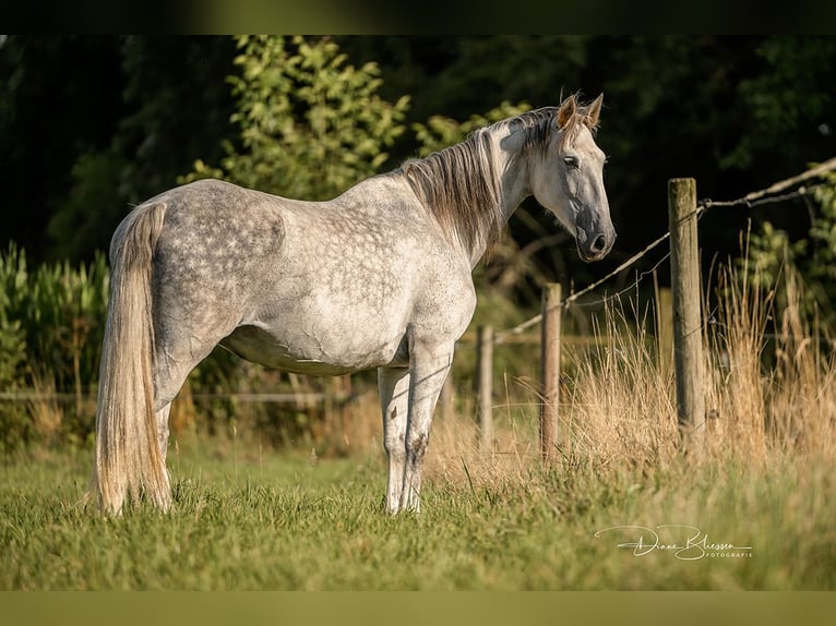 PRE Klacz 10 lat 160 cm Siwa jabłkowita in Jülich