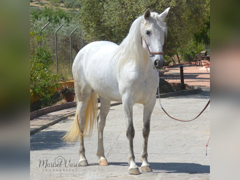 PRE Klacz 10 lat 160 cm Siwa w hreczce in Arcos de la Frontera