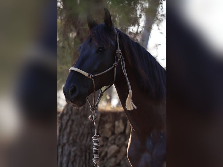 PRE Klacz 10 lat 162 cm Kara in Palma De Mallorca