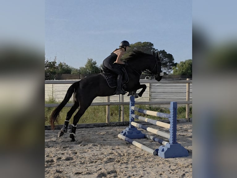 PRE Klacz 10 lat 162 cm Kara in Palma De Mallorca