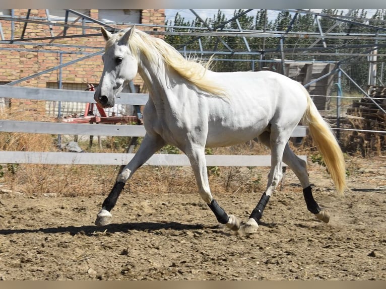 PRE Klacz 10 lat 162 cm Siwa in Provinz Granada