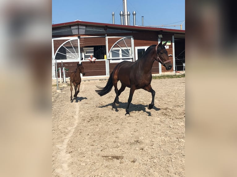 PRE Mix Klacz 10 lat 163 cm Gniada in Bahlingen am Kaiserstuhl