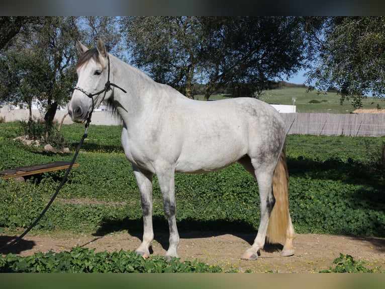 PRE Mix Klacz 10 lat 164 cm Siwa jabłkowita in San Ambrosio