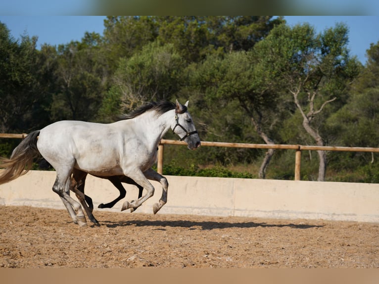 PRE Klacz 10 lat 165 cm Siwa in Manacor