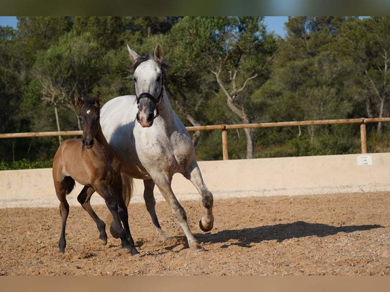 PRE Klacz 10 lat 165 cm Siwa in Manacor