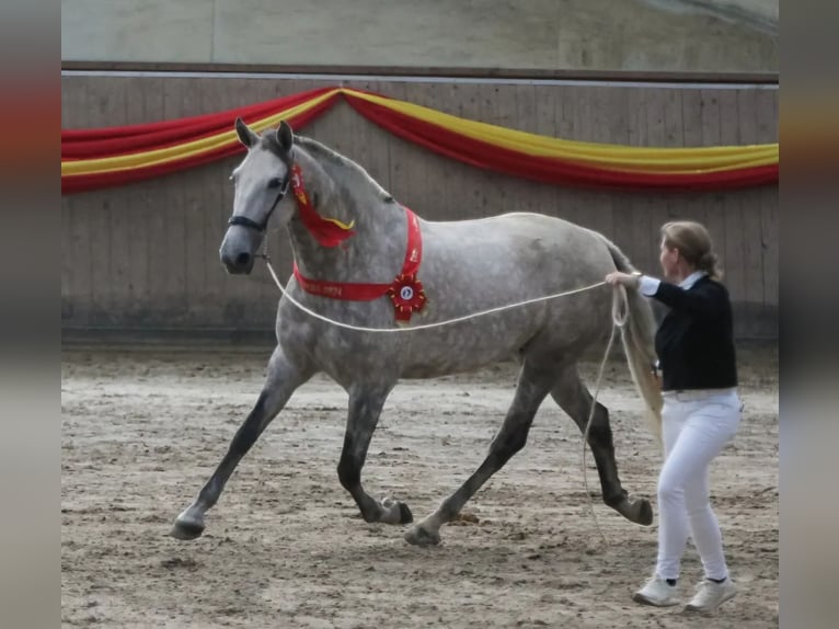 PRE Klacz 10 lat 167 cm Siwa in skanderborg