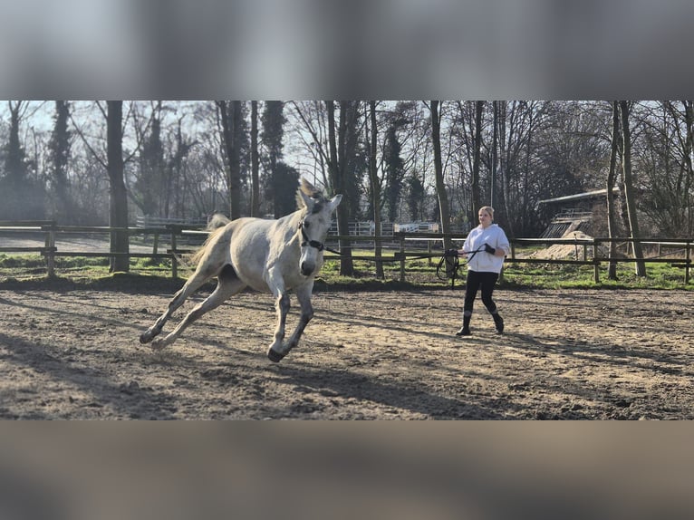 PRE Klacz 11 lat 155 cm Siwa in Dortmund